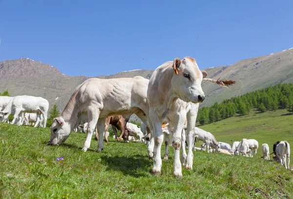 意大利阿尔卑斯山的免费小牛 — 图库照片