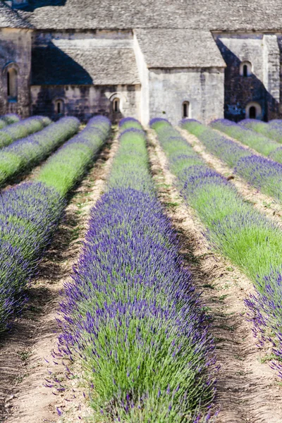 Lavander fältet — Stockfoto