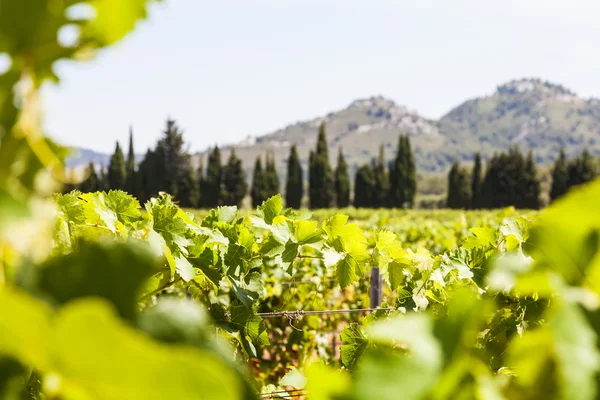 Provence bağ — Stok fotoğraf