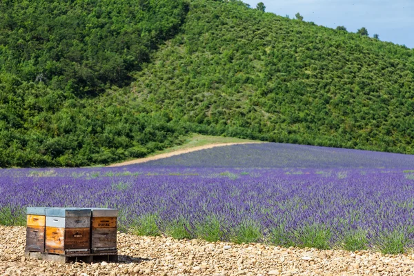 Colmena cerca del campo de lavanda — Foto de Stock