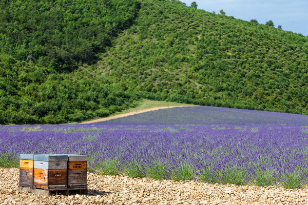 Beehive close to lavander field