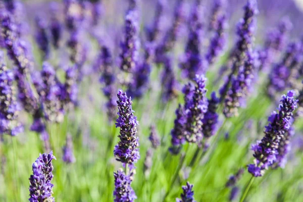 Lavander fältet — Stockfoto