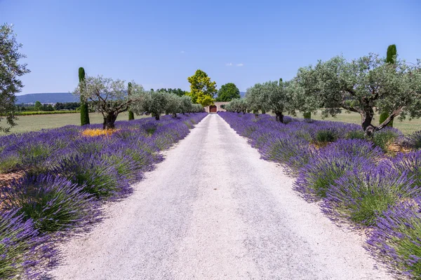 Jardín de lavanda —  Fotos de Stock