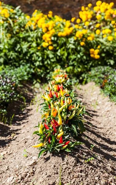 Rostlin, pálivé papriky — Stock fotografie