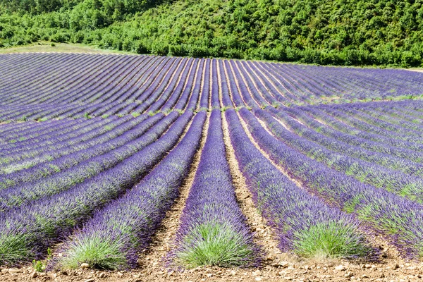 Lavander pole — Stock fotografie