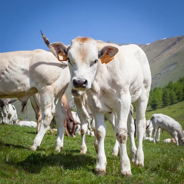 Gratis kalf op Italiaanse Alpen — Stockfoto