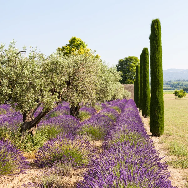 Lavendel veld — Stockfoto