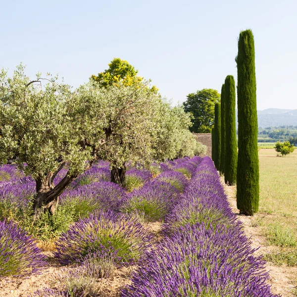 Lavander pole — Stock fotografie