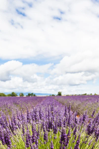 Lavander fältet — Stockfoto