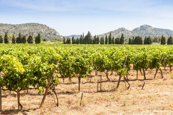 Виноградник Прованса — стоковое фото