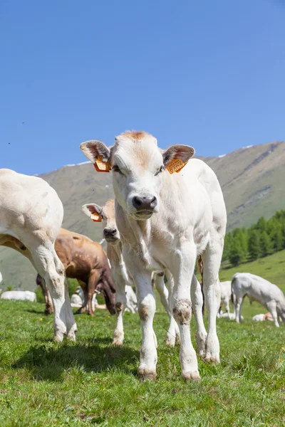 意大利阿尔卑斯山的免费小牛 — 图库照片