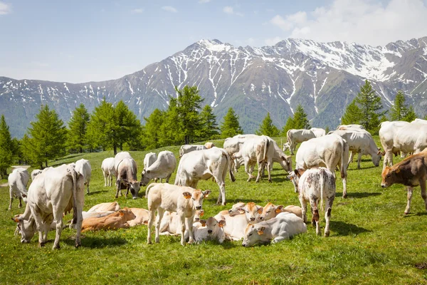 Bezerro grátis em Alpes italianos — Fotografia de Stock