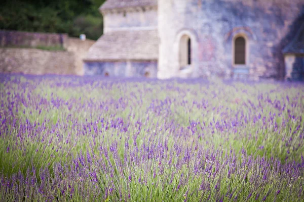 Campo de lavanda —  Fotos de Stock