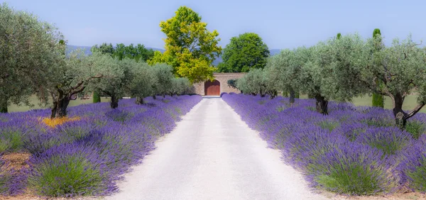 Lavander garden — Stock Photo, Image