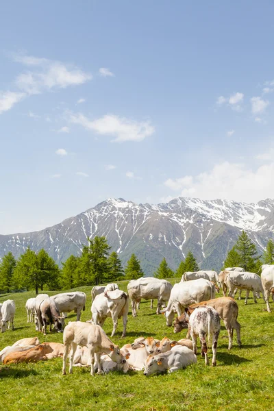 Free calf on Italian Alps — Stock Photo, Image
