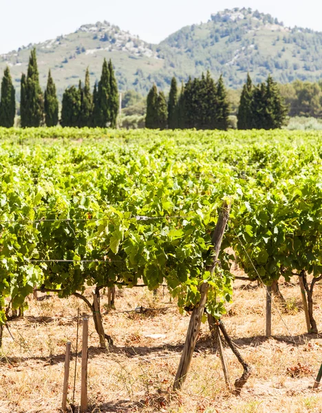 Provence vineyard — Stock Fotó