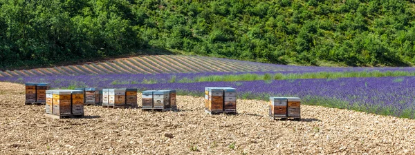 Colmena cerca del campo de lavanda — Foto de Stock