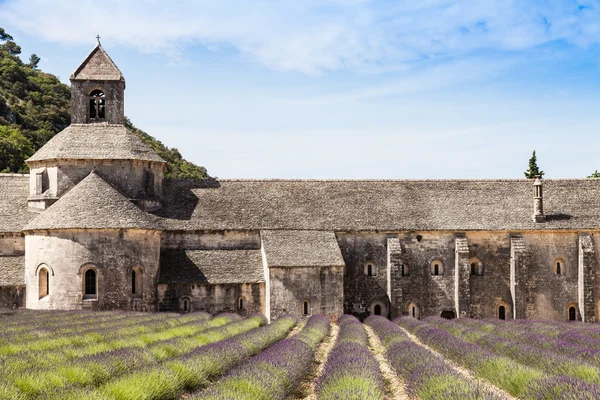 Campo de lavanda — Foto de Stock