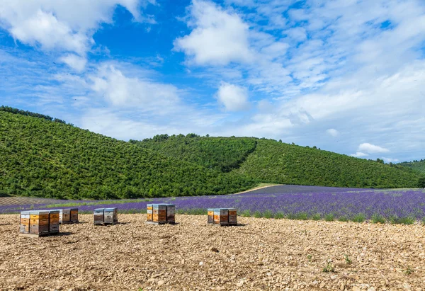 Colmena cerca del campo de lavanda — Foto de Stock