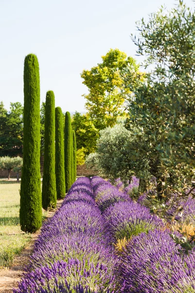 Campo de lavanda — Foto de Stock