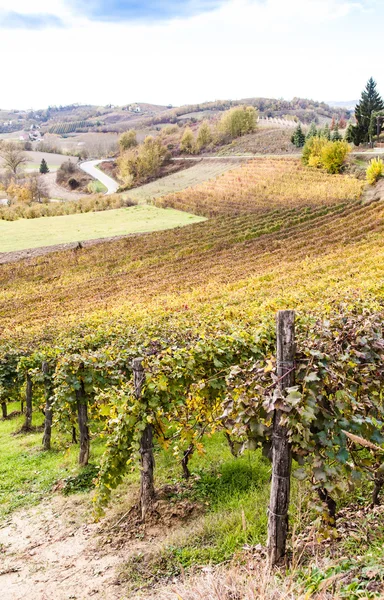 Italian Vineyard — Stock Photo, Image