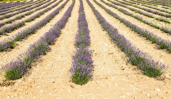 Lavander fältet — Stockfoto