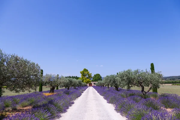 Lavander garden — Stock Photo, Image