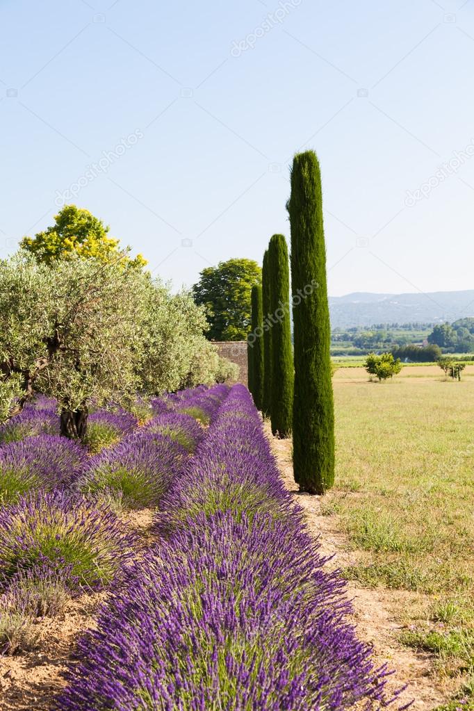 Lavander field