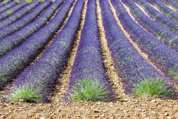 Lavander pole — Stock fotografie