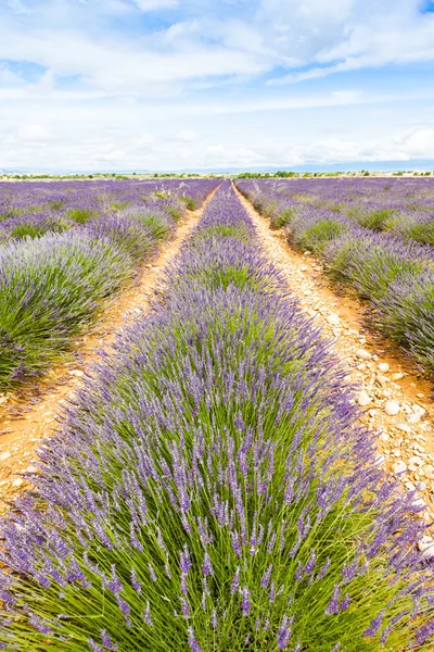 Lavander pole — Stock fotografie