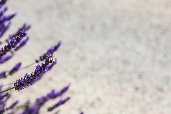 Lavander field