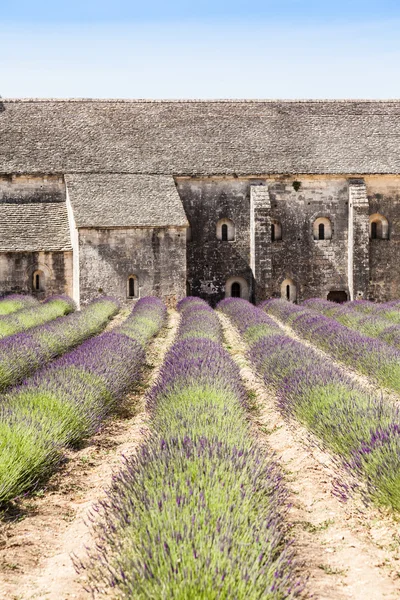 Campo de lavanda — Foto de Stock