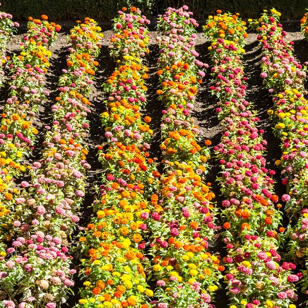 Tagetes zahrada v jarní sezóně — Stock fotografie