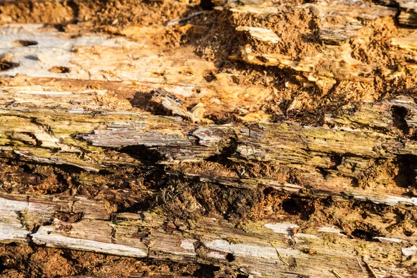 Old bark detail — Stock Photo, Image
