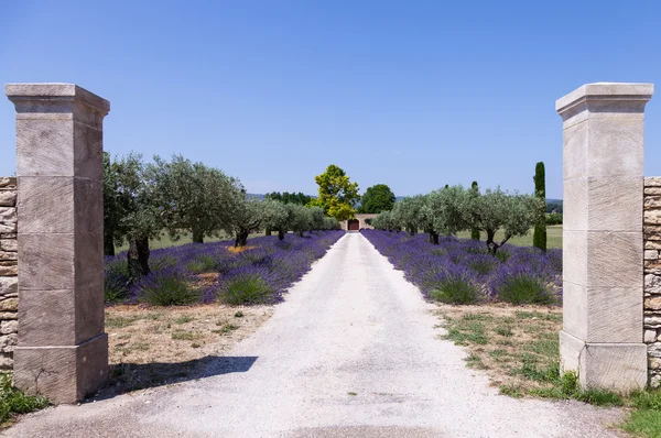 Lavander garden — Stock Photo, Image