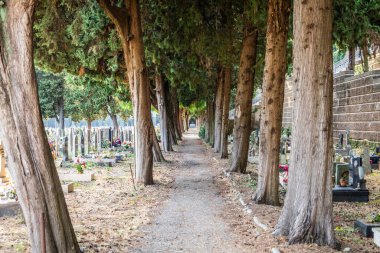 Antik mezarlıkta ağaçların perspektifi. Sessiz ve huzurlu bir mezarlık..