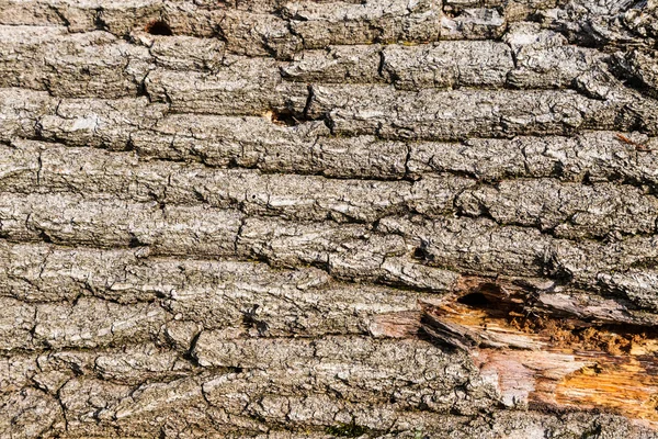 Old bark detail — Stock Photo, Image