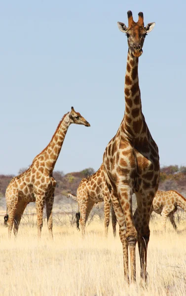 Group of giraffes — Stock Photo, Image