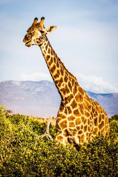 Giraffa libera in Kenya — Foto Stock