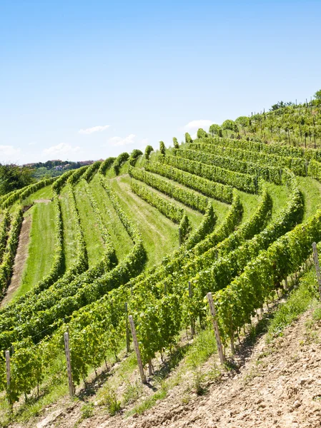 Olaszország - piedmont régió. Barbera vineyard — Stock Fotó