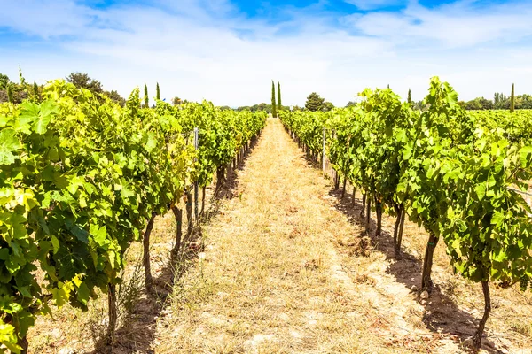 Provence weinberg blick — Stockfoto