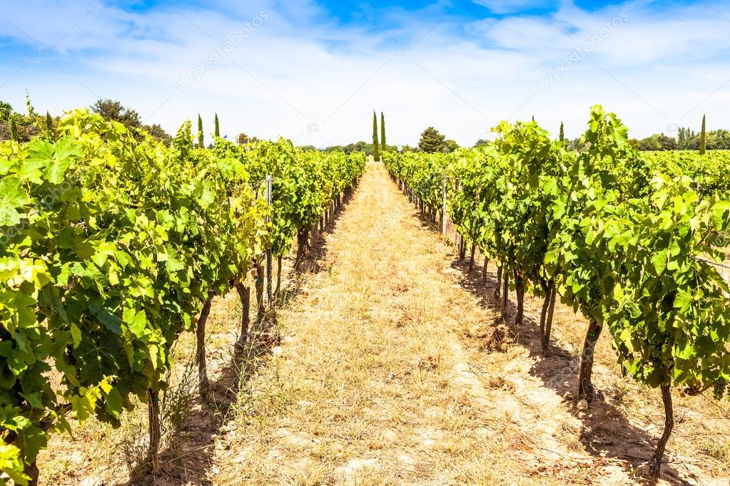 Provence vineyard view