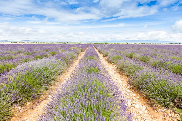 Lavander field detail — Stock Photo, Image