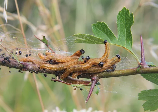 Kırmızı Kurtçuk Larvaları Atmacadaki Genç Bir Dal Üzerindeki Böceklerdir — Stok fotoğraf
