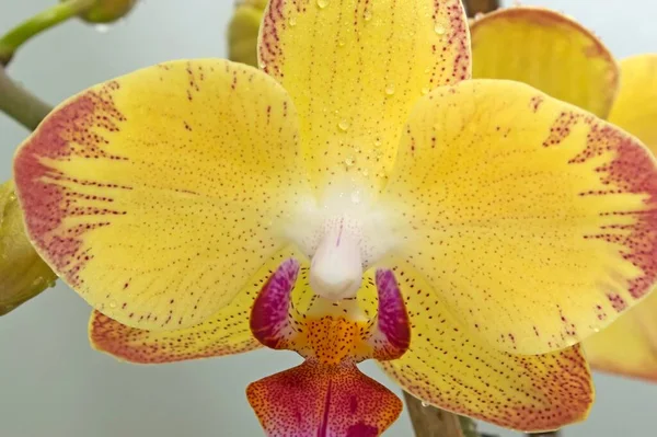 Geel Met Roze Orchidee Bloem Bloemenclose — Stockfoto