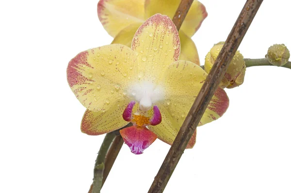 Žlutá Růžovou Orchidejí Květinový Detail — Stock fotografie