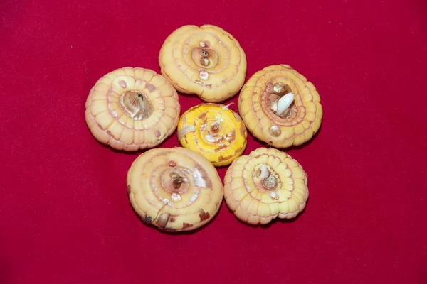 Lâmpadas Gladíolo Sobre Fundo Vermelho Fechar Cinco Varietal Amarelo — Fotografia de Stock