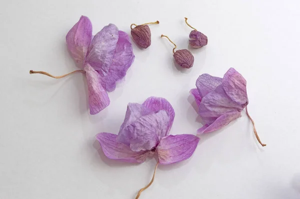 Сушеные Розовые Цветы Орхидеи Завялые Растения Гербарий Бада — стоковое фото