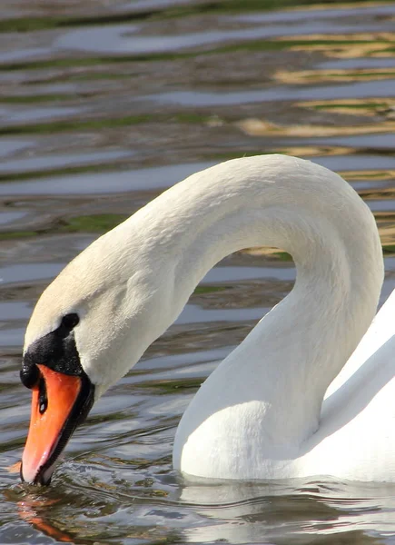 Cisne Branco Fundo Água Azul Galinhas Aquáticas — Fotografia de Stock