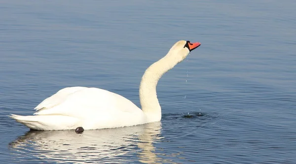 Cisne Branco Fundo Água Azul Galinhas Aquáticas — Fotografia de Stock